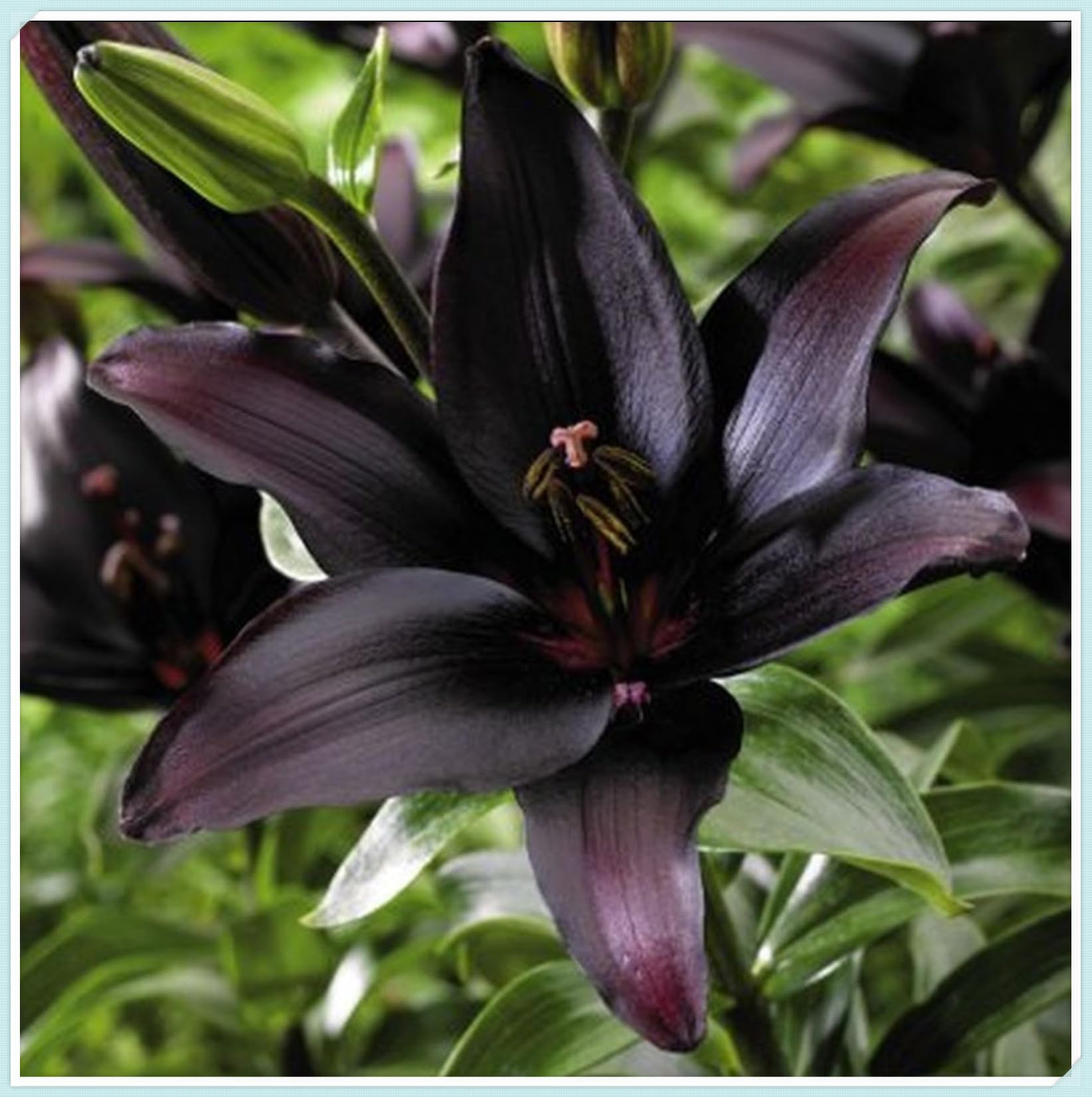 Lily Bulbs for Planting Now UK,Lily Bulbs Potted,Bedding,Plants,Rhizome,Ornamental,Resistant,Gorgeous,Balcony Garden Bulbs-10bulbs-B