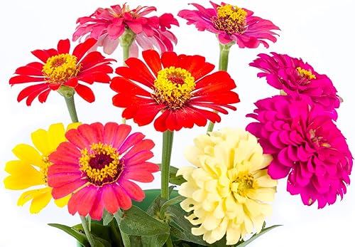 Miniatura 7 de Earthcare Seeds Zinnia California Giant Mixed 500 Seeds (Zinnia elegans) Heiroom - Polinizado abierto