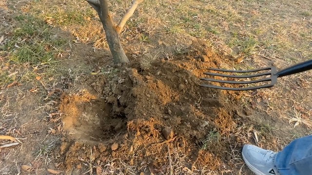 Fourche 4 Dents Acier Manche Acajou 150 Cm – Tête Forgée 27 Cm, Idéale Sol Dur, Jardinage & Transplantation