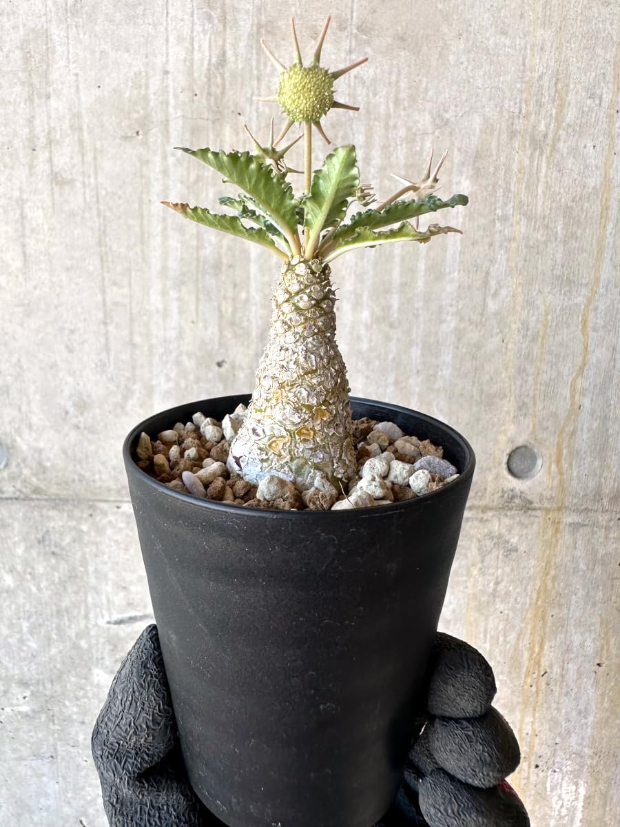 【開花株】ドルステニア　ホルウッディ錦　実生株　ポットごと発送 開花株】ドルステニア ホルウッディ錦 実生株 ポットごと発送