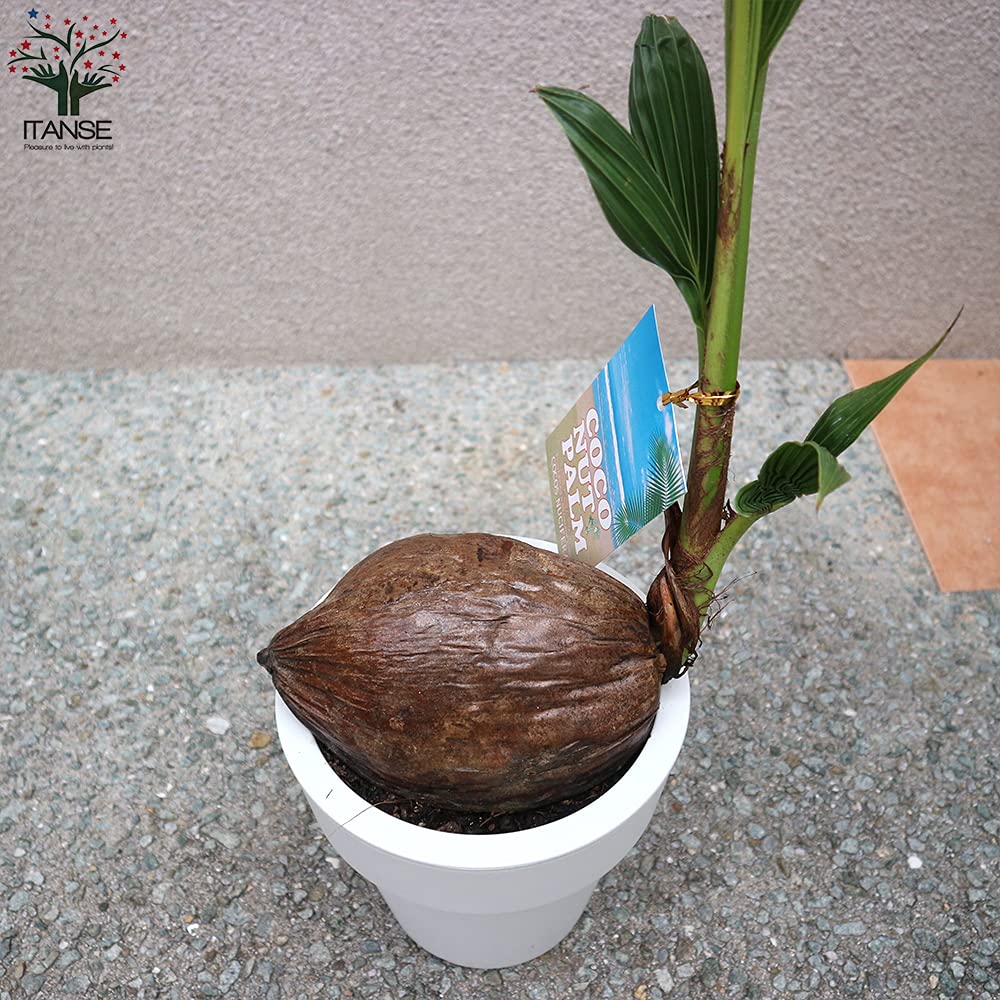 Amazon｜ココヤシ 6号 1個売り【品種で選べる観葉植物】学名：cocos