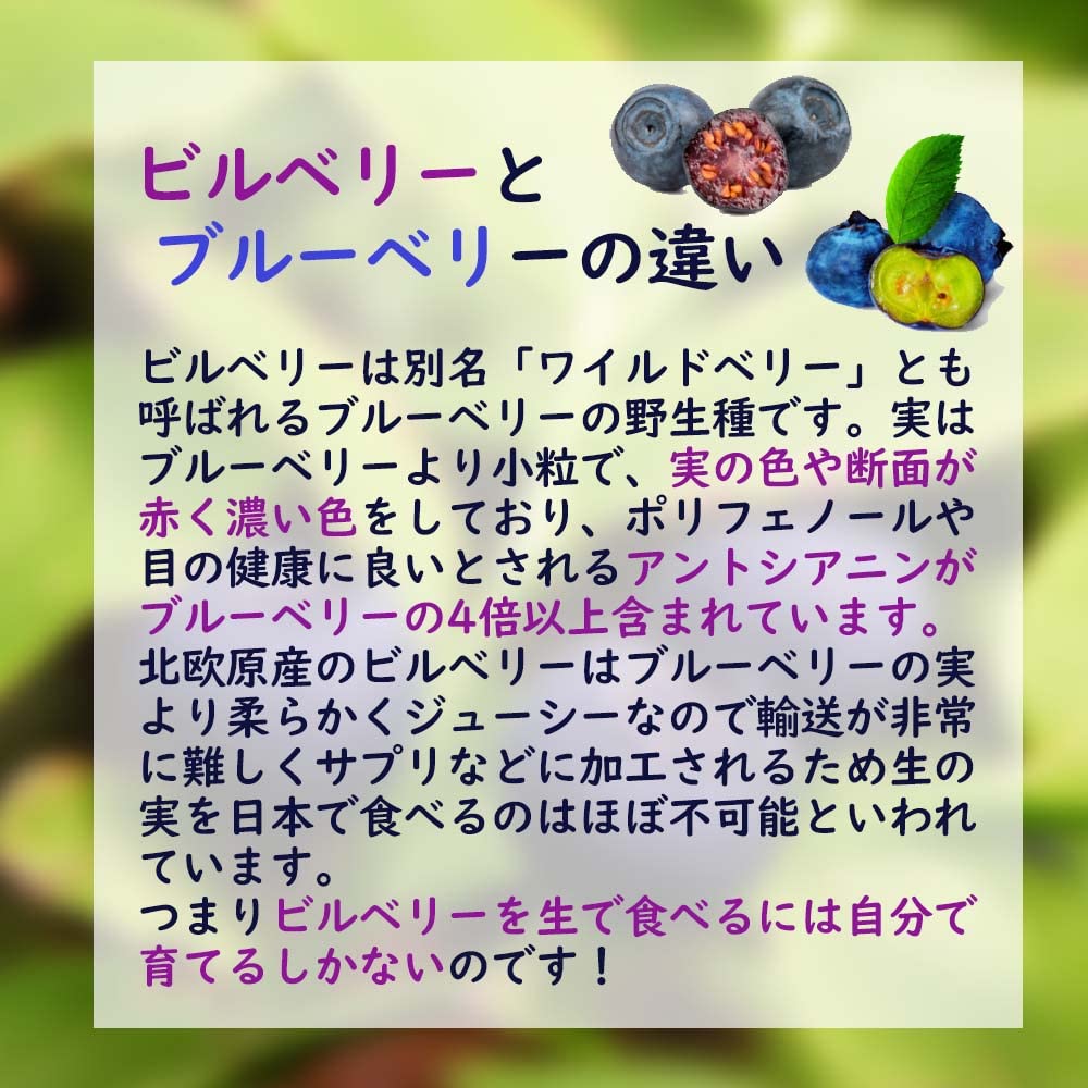 Amazon.co.jp: ブルーベリーの原種 「ビルベリー 苗 苗木」【1株