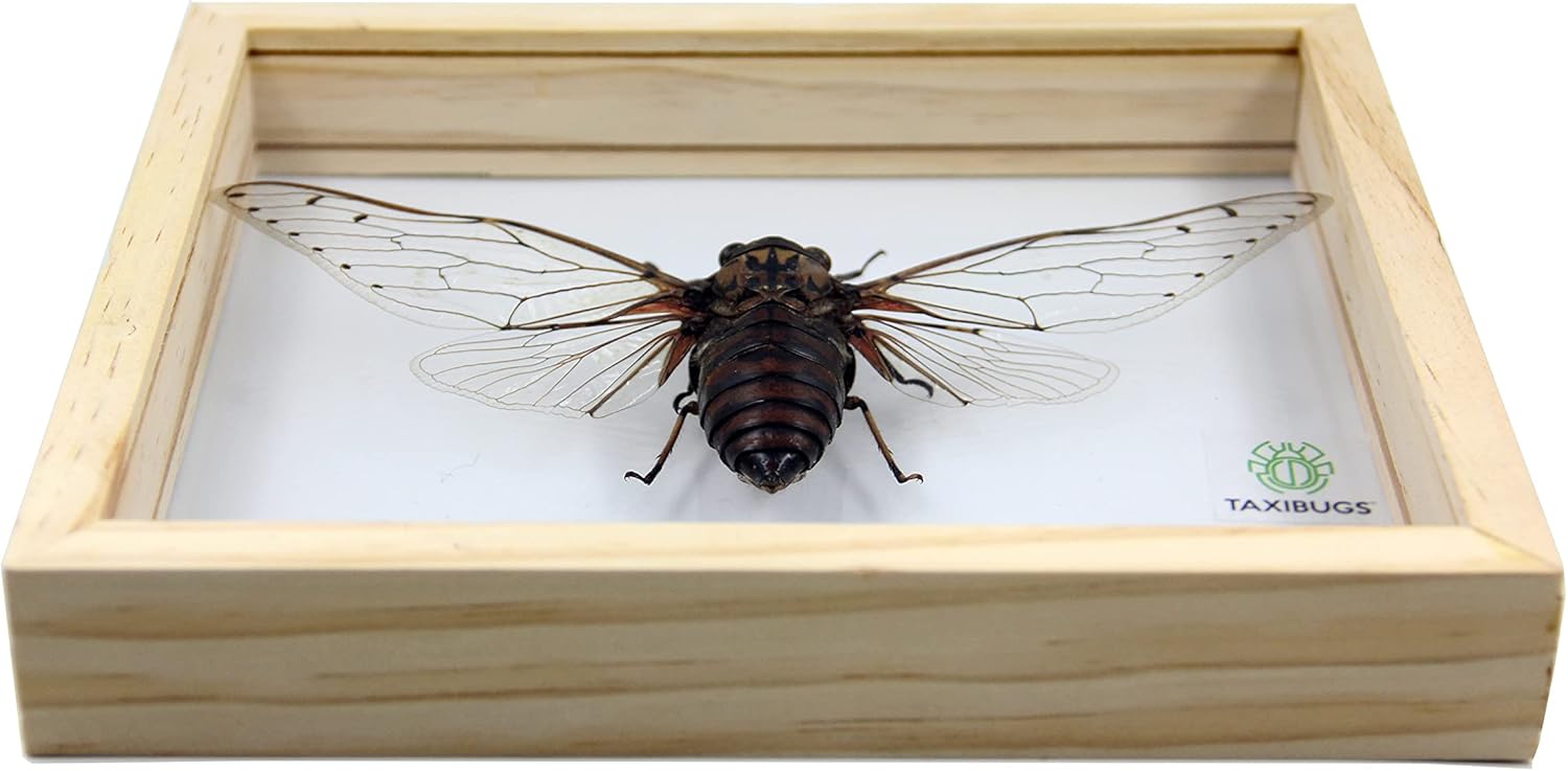 Real Exotic Cicada Transparent Wings - Taxidermy Collection Framed in a 3D Clear Transparent Wooden Box as Pictured (Wooden Frame)