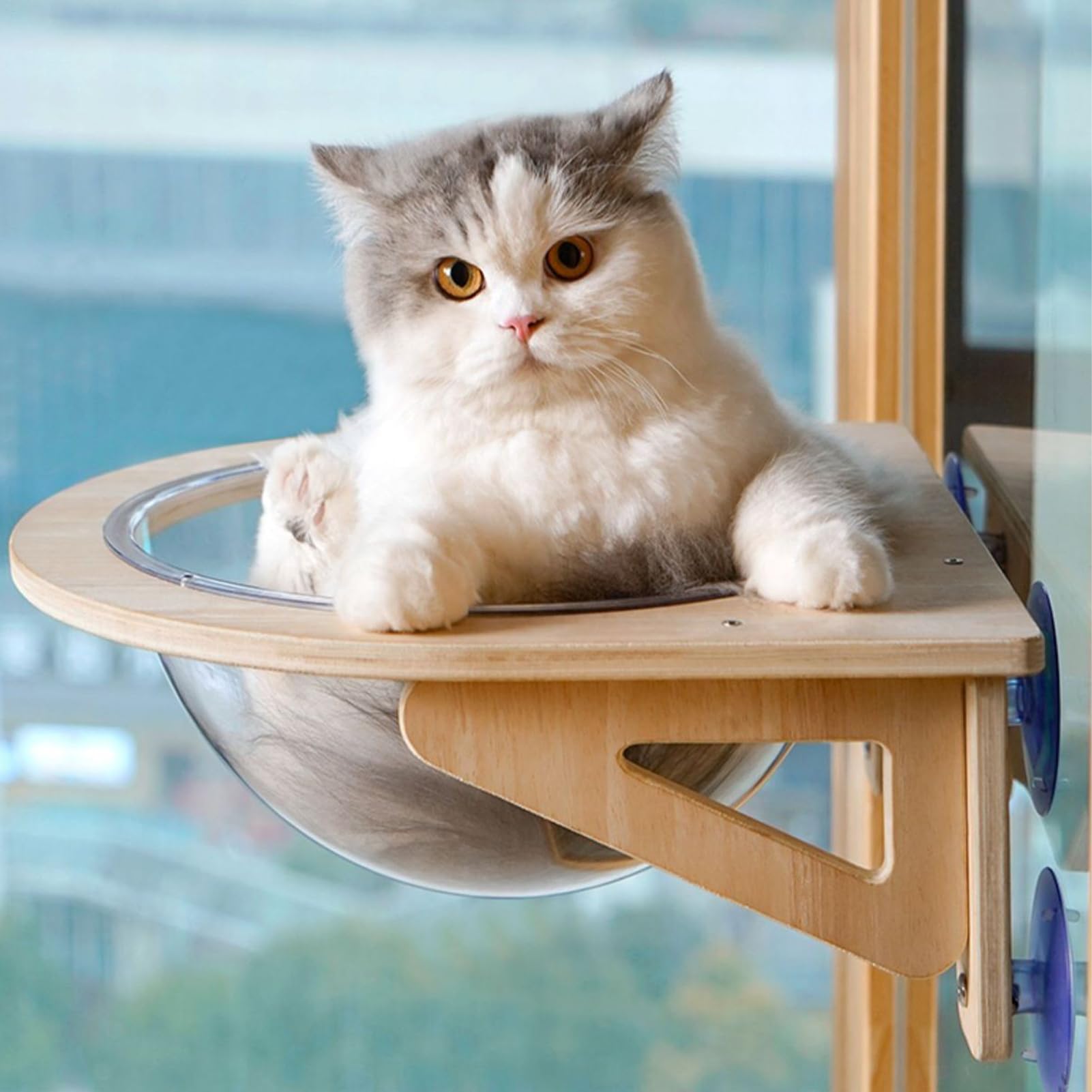 Repisas Para Gatos Para Pared Cueva de Mascotas con Ventosas de | Hamaca Ventana Para Gato Destinado a Trabajo Cocina Sala de Estar Hogar Interior Apartamento Esquina