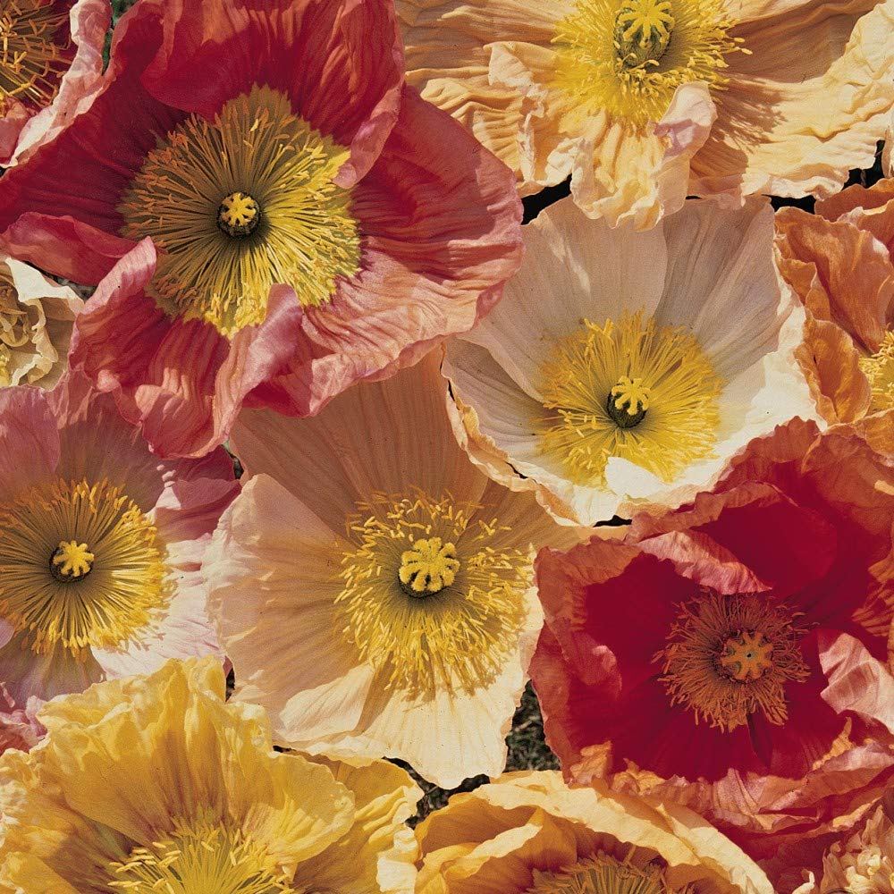 Mixed Iceland Poppy Seeds Hardy Biennial Spring Flowering Garden Plants Bright Coloured Blooms Excellent Cut Flower Easy to Grow Your Own 1 Packet of Poppy Seeds by Thompson and Morgan
