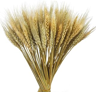 CISDUEO 100 Pcs Natural Dried Wheat Stalks Bundle - Realistic Grass Sheaves for Wedding Bouquets, Fall Harvest Centerpieces, Boho Farmhouse Decor