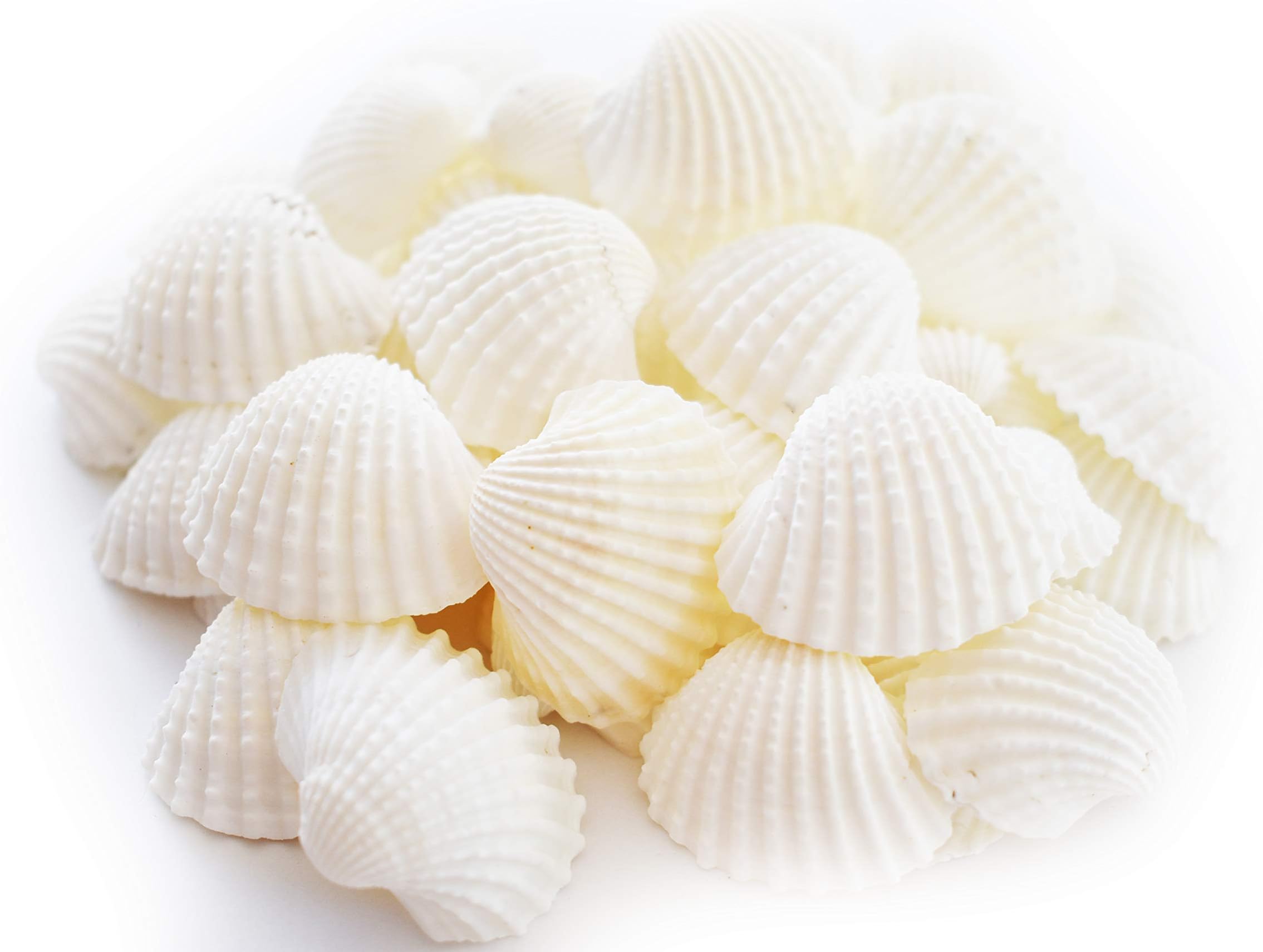 1/2lb (40) White Ark Shells Seashells (1"-1 1/2") Beach Wedding Hobby Crafts
