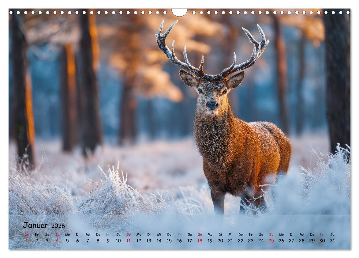 Jagd und Natur - Kalender für Jäger mit Wildtieren Deutschlands im Jahreslauf (Wandkalender 2026 DIN A3 quer), CALVENDO Monatskalender: ... in ihrer schönsten Form. (CALVENDO Natur)