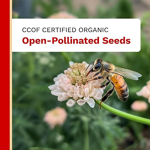 Miniatura 5 de The Harvest Company Pimiento de plátano dulce orgánico, sin OMG, certificado USDA orgánico, semillas de jardín de polinización abierta para plantar