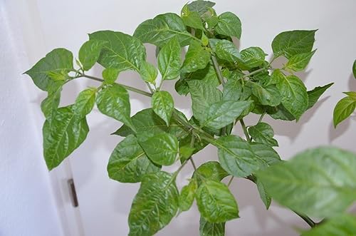 Miniatura 2 de 10 Aji Cochabamba Chili picante, semillas de pimienta, calor medio, PI 159248 Capsicum chinense