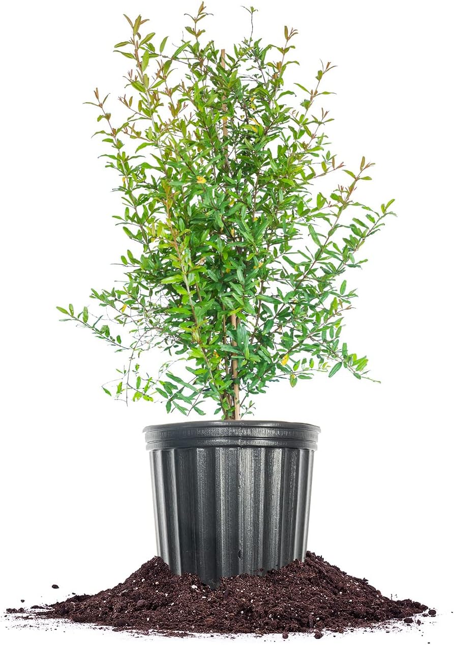 Russian Pomegranate in a 3 Gal. Grower's Pot | Cold Hardy Drought Tolerant | Yields Large Delicious Fruit | Real Dwarf Fruiting Tree