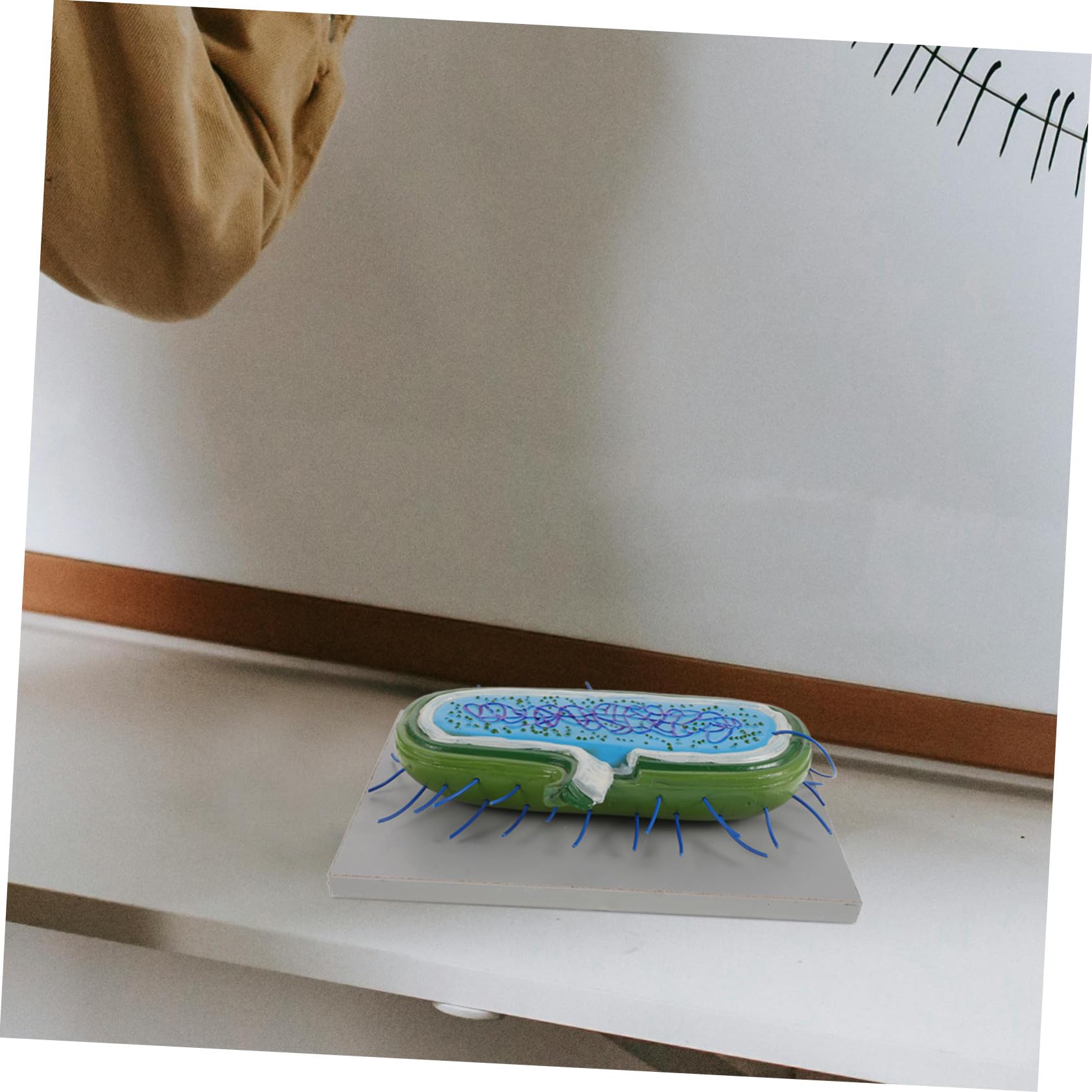 Anatomico Cellulare in Pvc per Studio di Biologia Cellulare Struttura Realistica, Strumento Didattico per Laboratori e Uffici