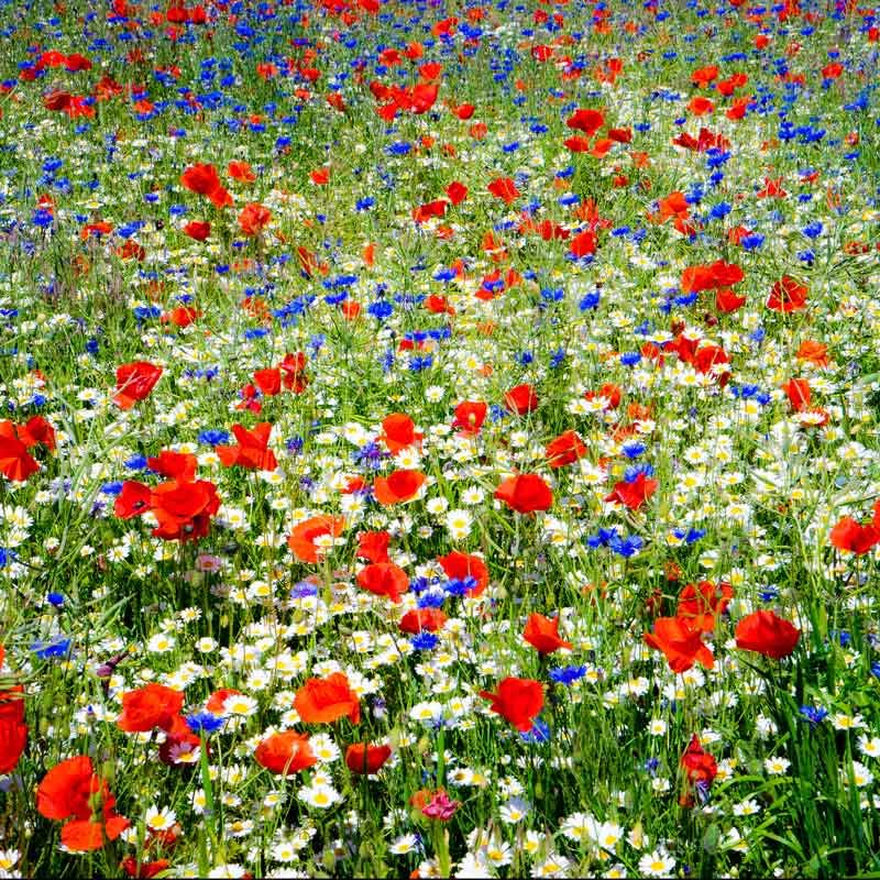 Eden Brothers Field of Dreams Seed Mix