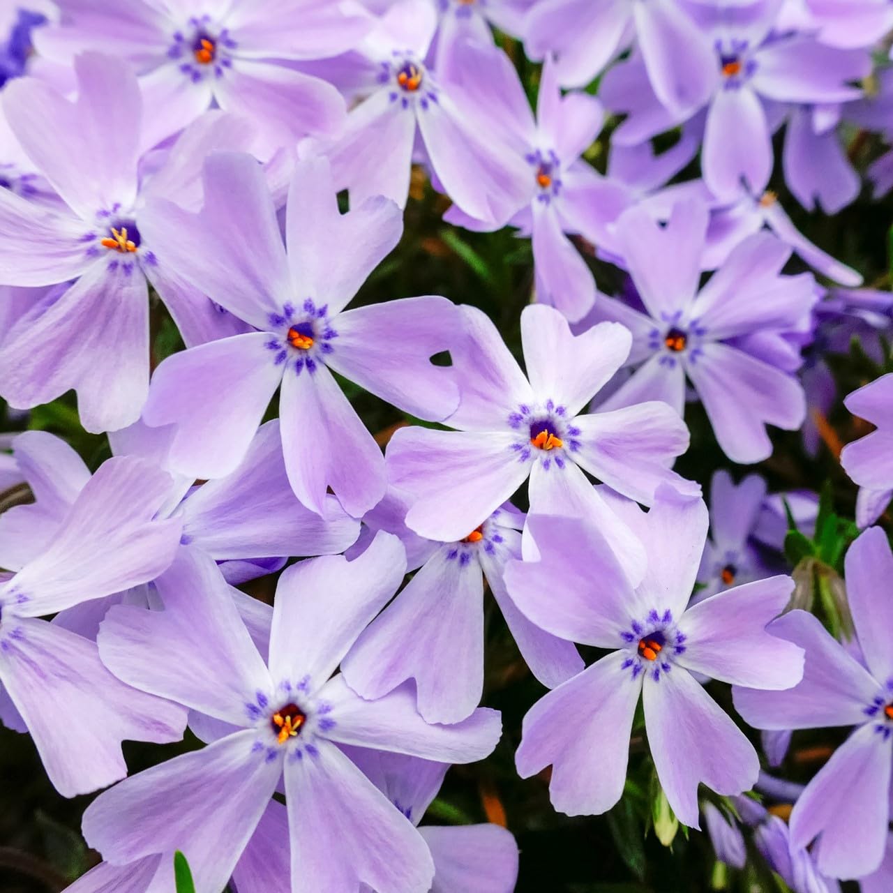 Amazon.co.jp: 芝桜 エメラルドクッションブルー（青）【10Potセット