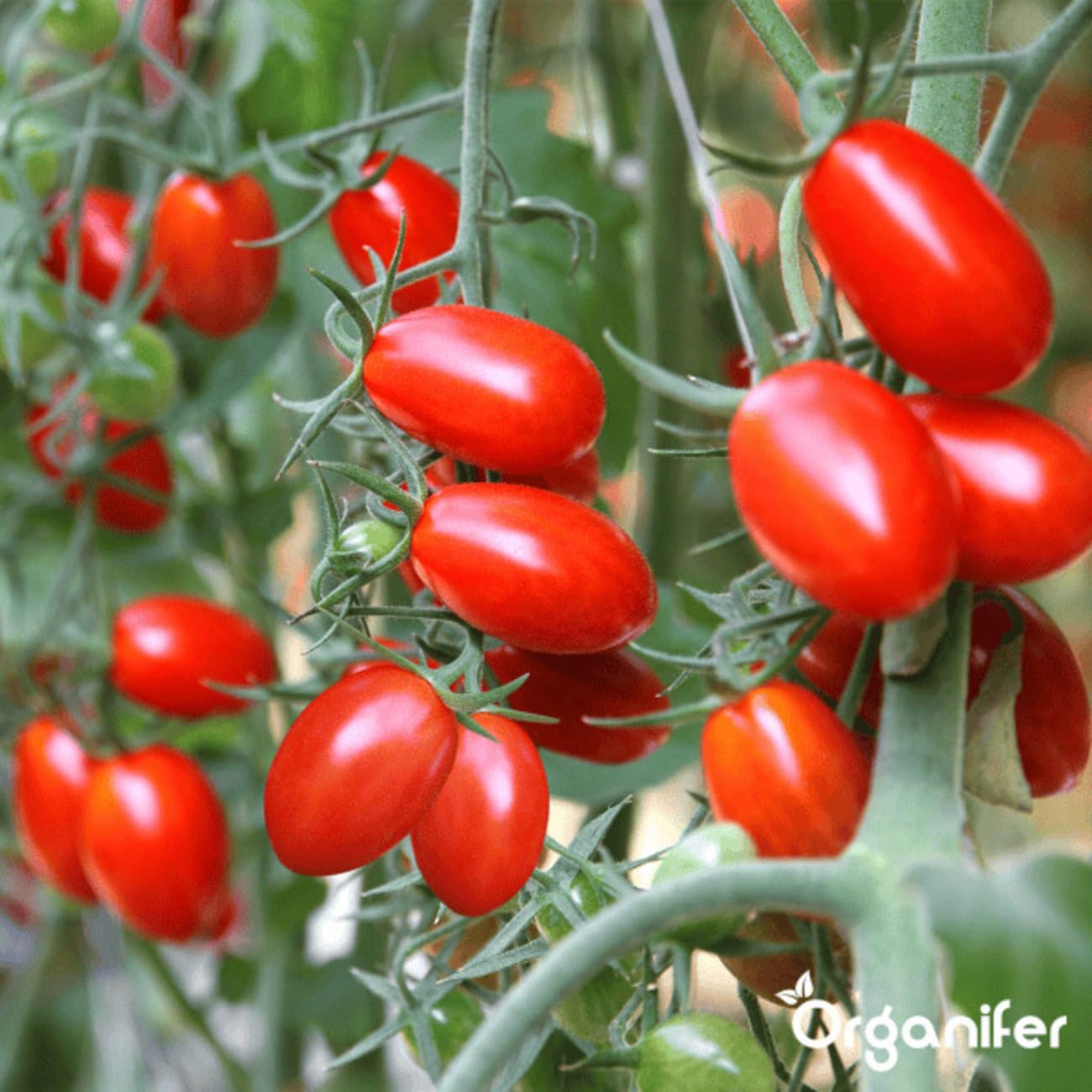 Pack Semillas De Tomate