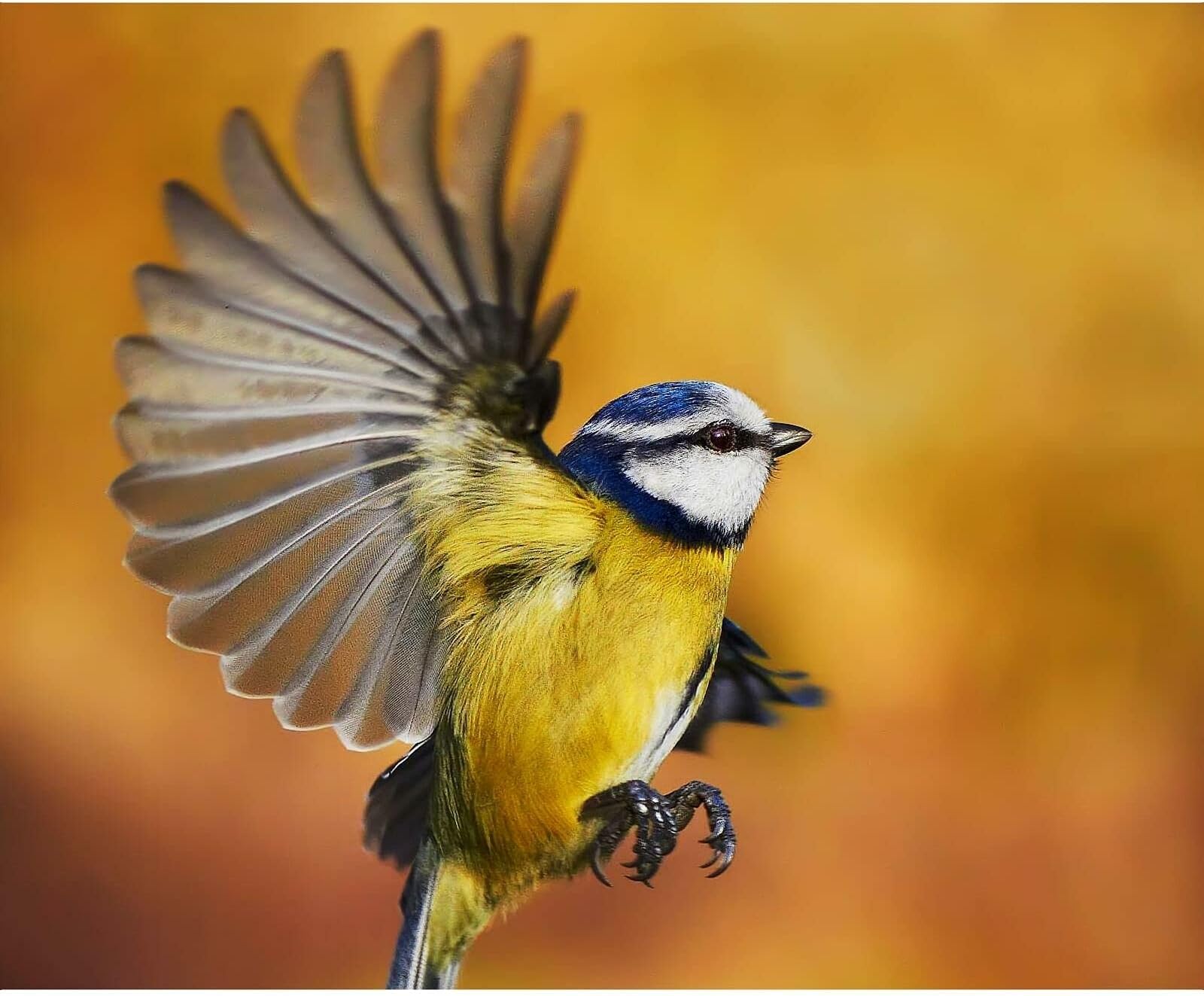 Deluxe Bird Feeding Station
