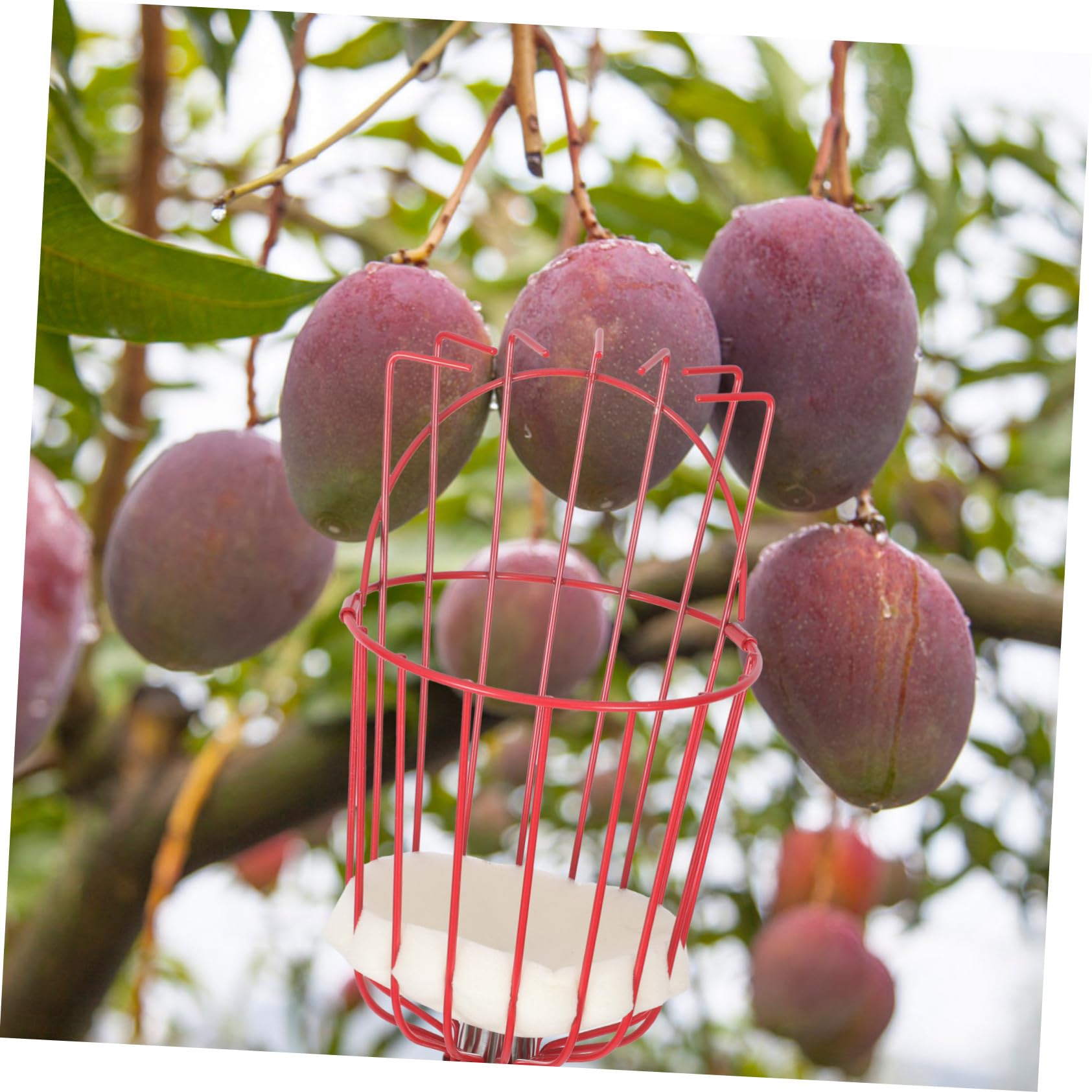 POPETPOP Raccoglifrutta Staccabile Attrezzo per Raccogliere la Frutta Asta in Acciaio Inox Dispositivo per Raccolta Frutta Attrezzo da Giardinaggio per Frutteto Parco Fattoria Giardino