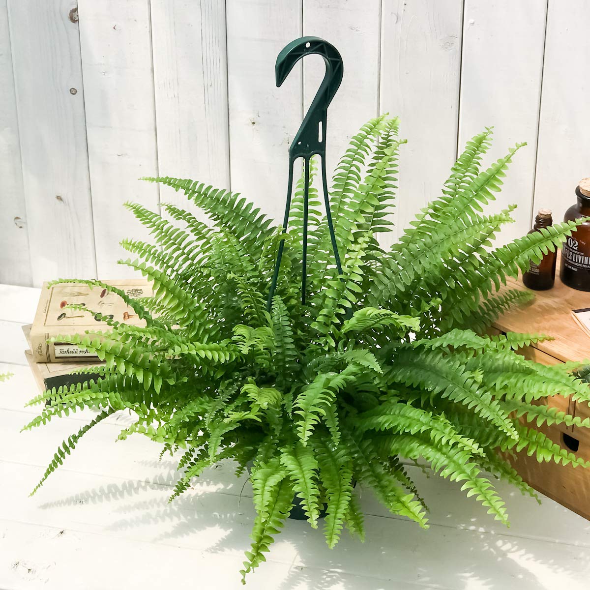 Amazon｜PLANCHU 観葉植物 ネフロレピス モンタナ 5号吊り鉢