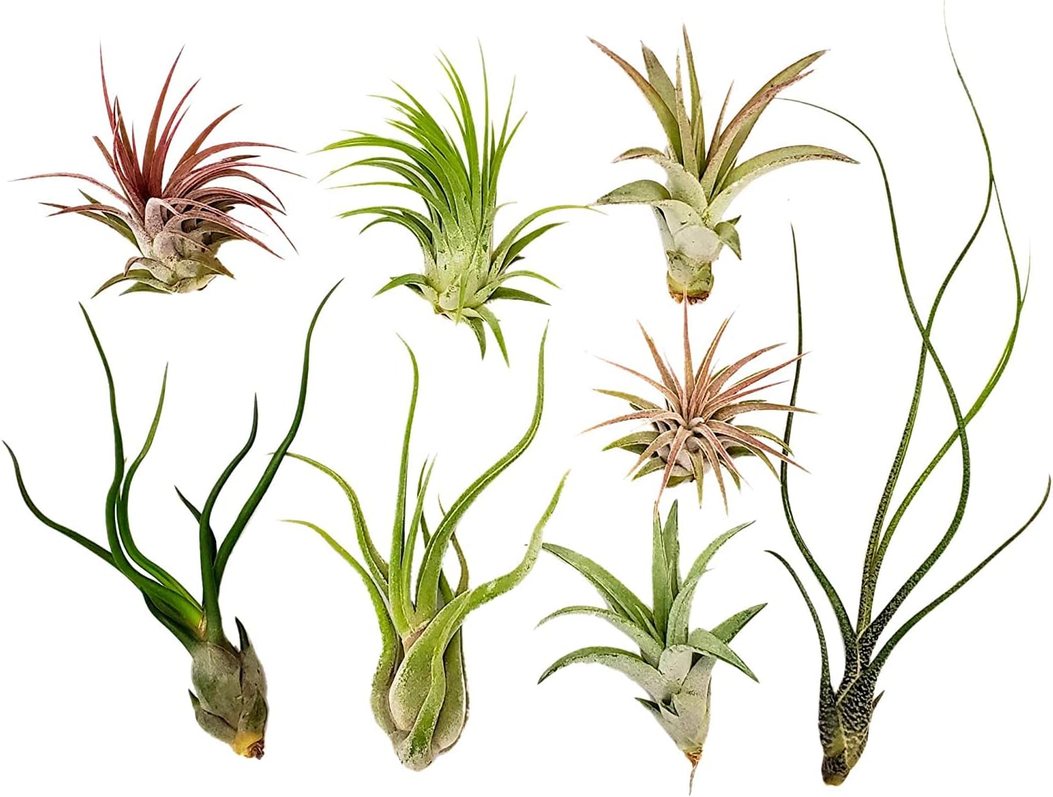 Live Air Plants - 8 Pack Assorted Tillandsia Collection - Easy Care Indoor Houseplants with 30 Day Guarantee