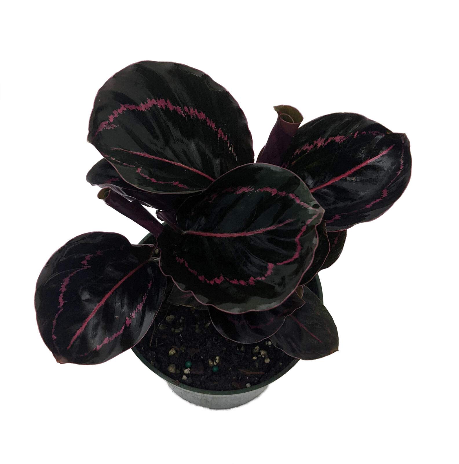 SmartMe Dottie Rose