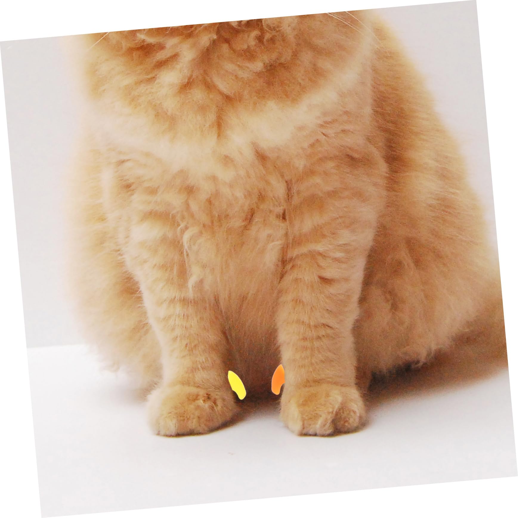 BESPORTBLE 320 Pièces Ensemble d'ongles pour Animaux de Compagnie Couvre-Ongles pour Chat protège-Ongles en Vinyle pour Chats Capsules Ongles Animal de Compagnie Casquette Griffe de Chat
