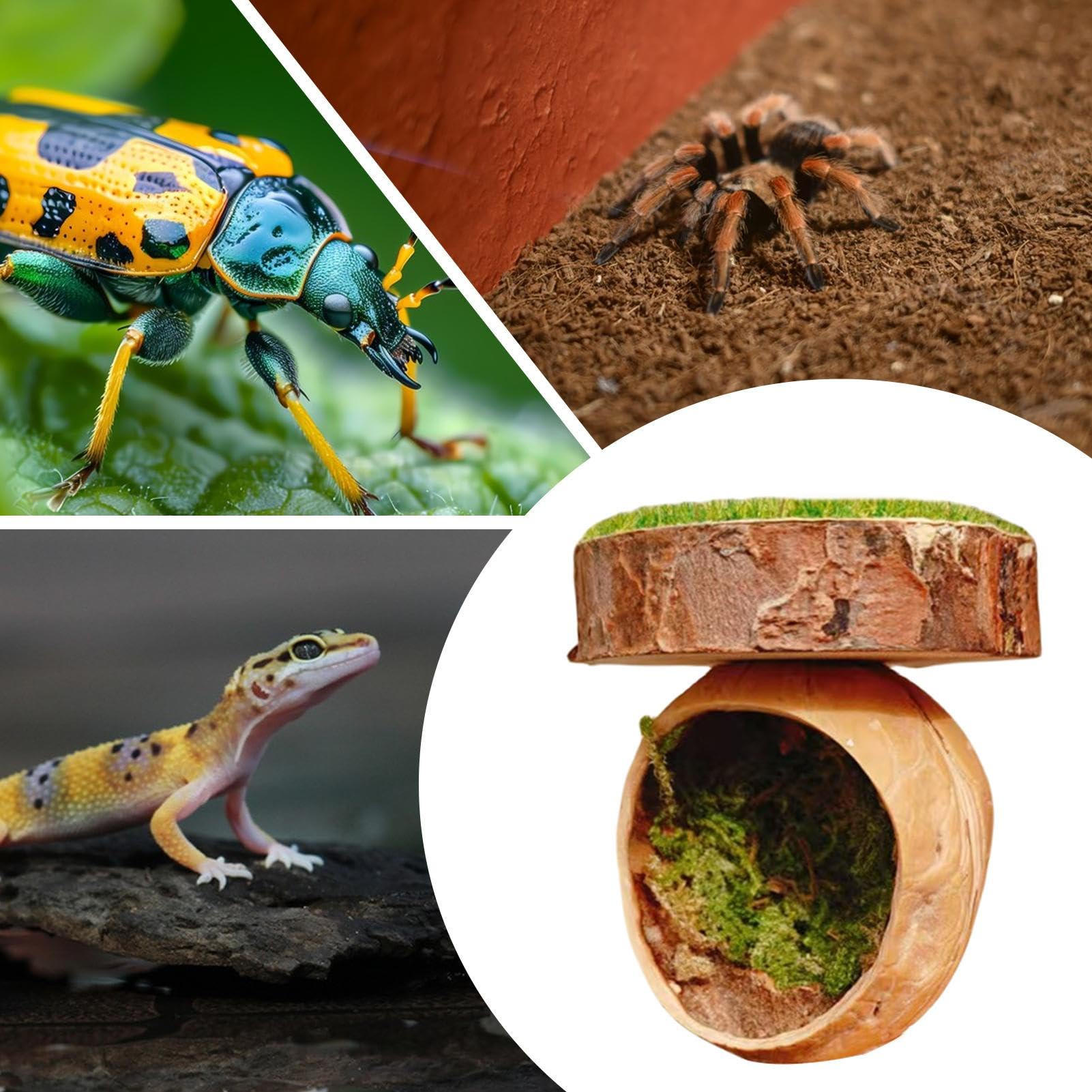 3 Magnetische Blatt-Leisten Für Springspinnen-Terrarium – Aus Holz, Mit Starken Magneten, Dekoration