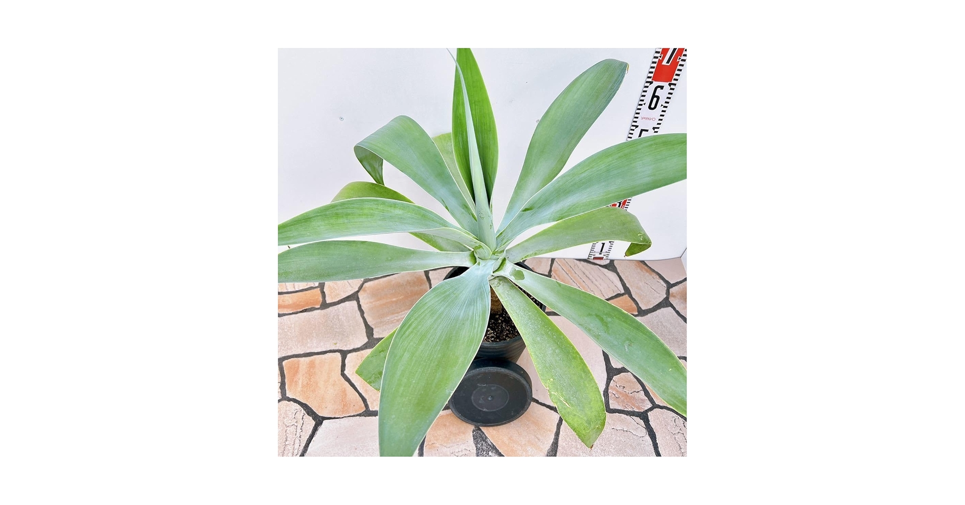 現品 アガベ ポーチンブルー 69 幹上がり 根上がり 観葉植物 ドライ