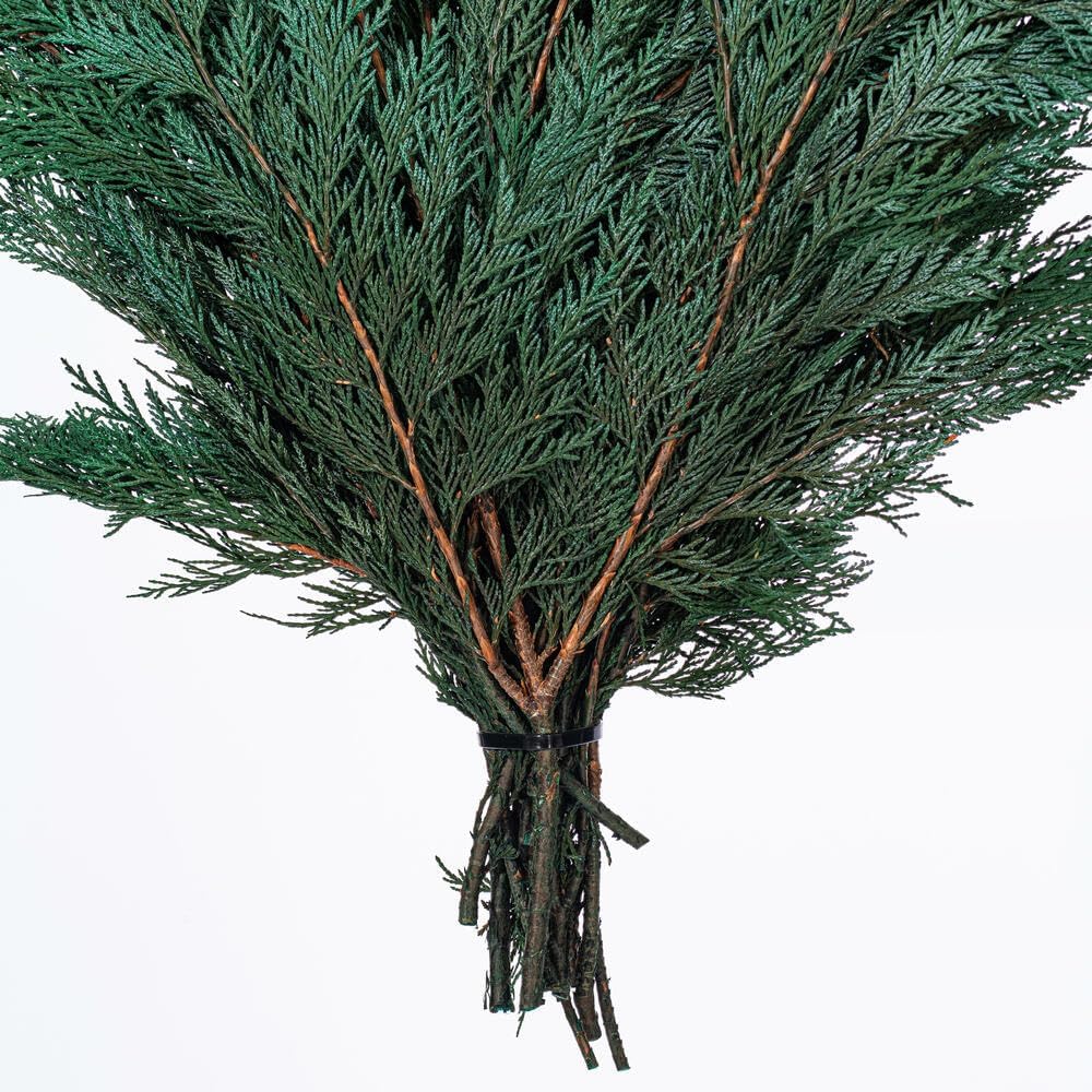 Vickerman Natural Botanicals 18-24" Port Orford Cedar Branches - 16oz. Preserved cedar.