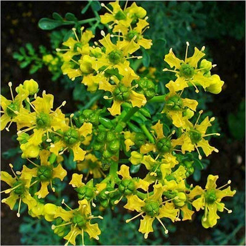Creative Farmer Live Plant Rare Common Rue (Ruta Graveolens) Arutha Herb-Of-Grace/Satap Herbal Ornamental Home Gardening (1 Healthy Live Repellent Plant) (B08P5VGF1X) Amazon Price History, Amazon Price Tracker