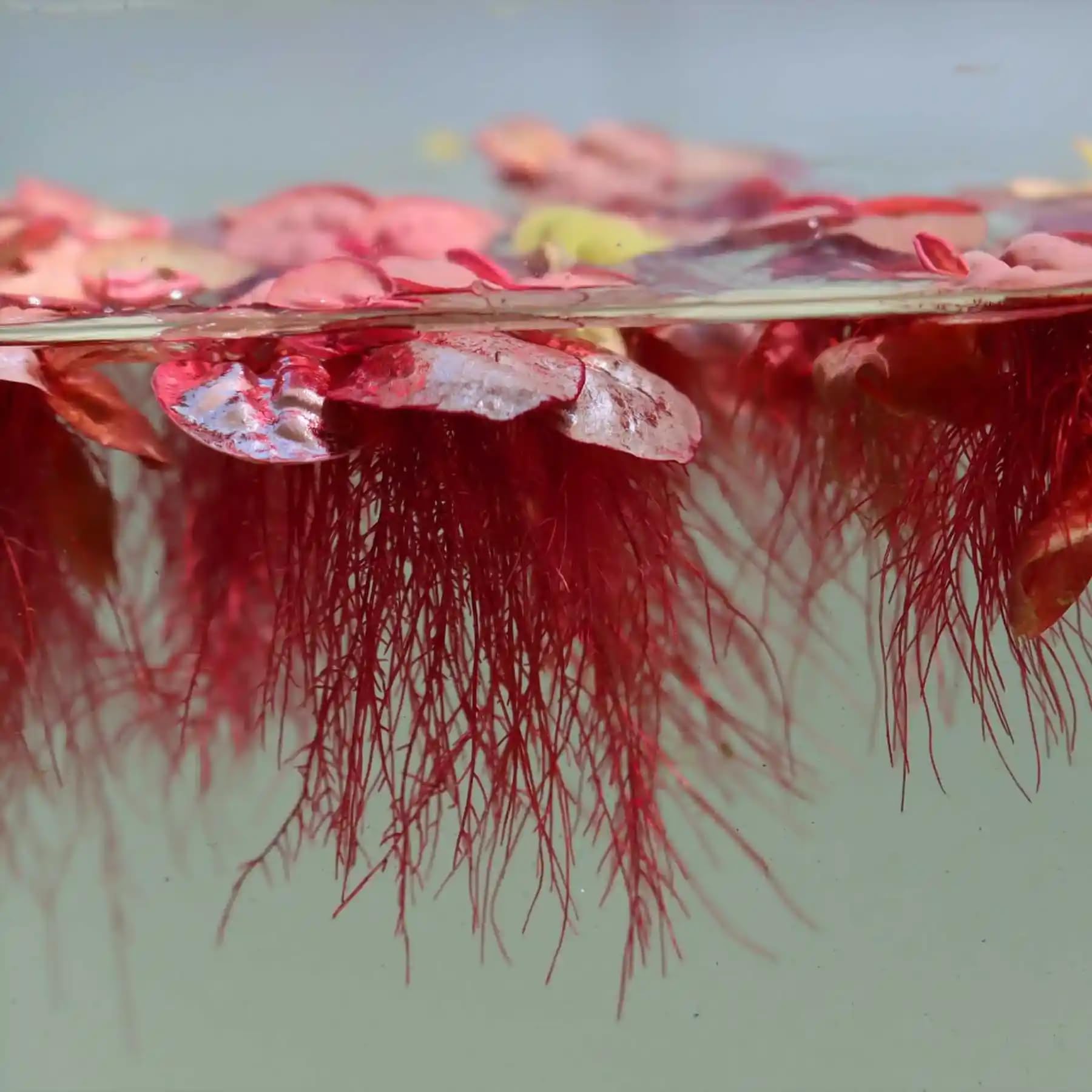 120 x Red Root Floater 'Phyllanthus fluitans' – Live Aquarium Plants