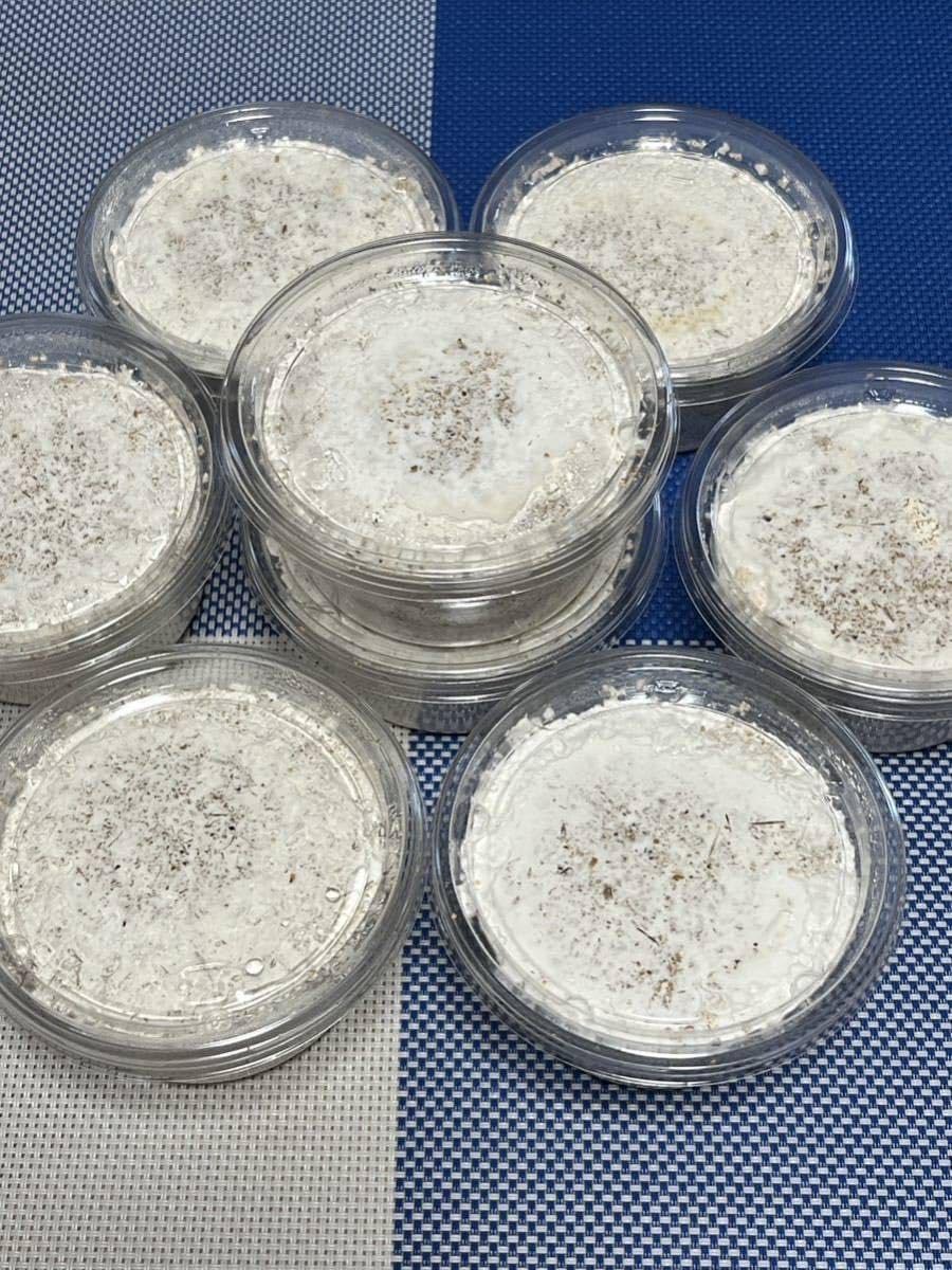 ② 菌糸カップ 200cc 8個 受注生産