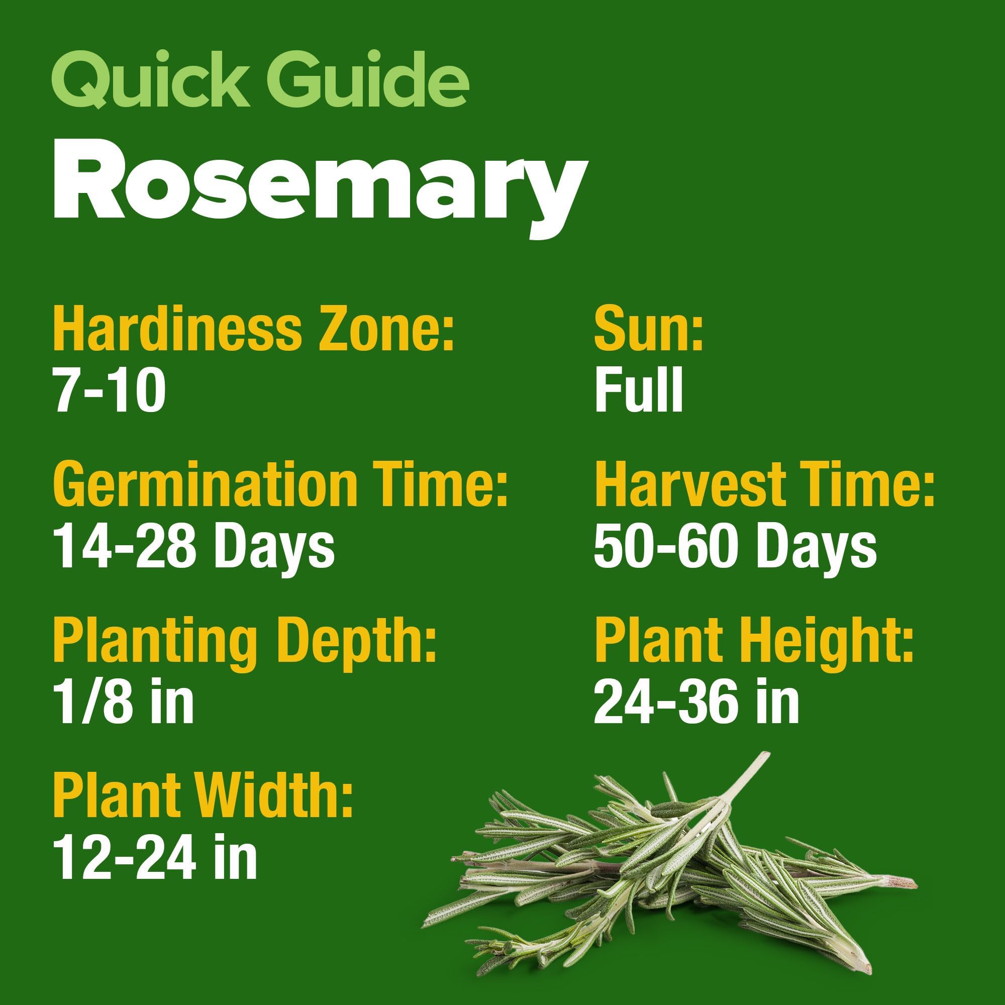 HOME GROWN Rosemary Seeds Pack - 300 High Germinating Heirloom Herb Seeds for Planting in Indoor or Outdoor Herb Gardens (Salvia rosmarinus)