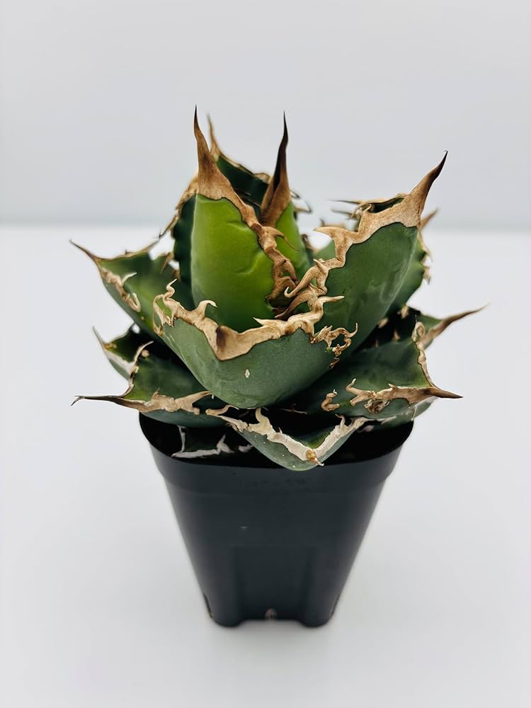 Amazon｜アガベ チタノタ 黒犀牛/Agave titanota 'Black Rhino/観葉