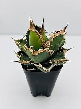 Amazon｜アガベ チタノタ 黒犀牛/Agave titanota 'Black Rhino/観葉