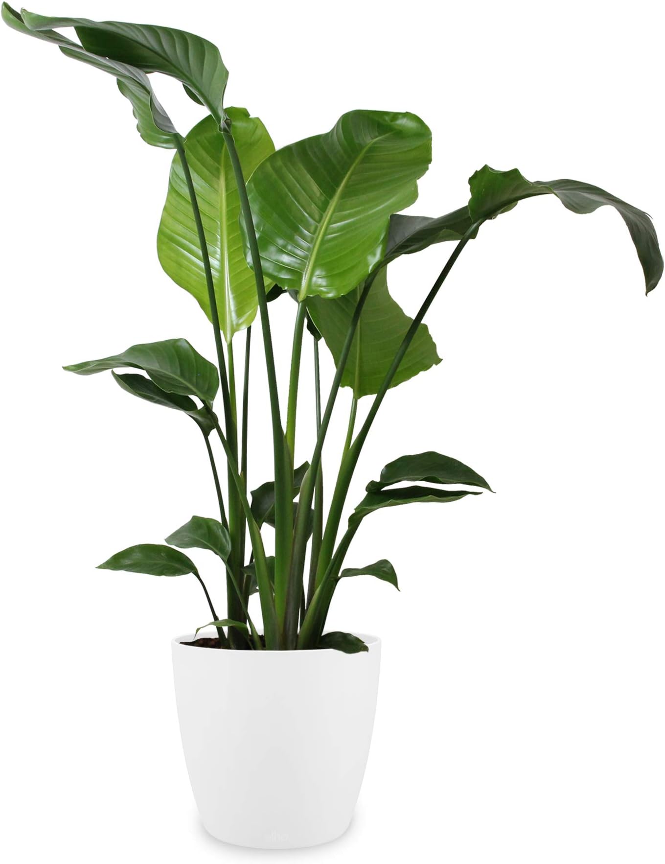 Indoor Plant from Botanicly – Bird of Paradise Flower in White Plant Pot as a Set – Height: 100 cm – Strelitzia Nicolai