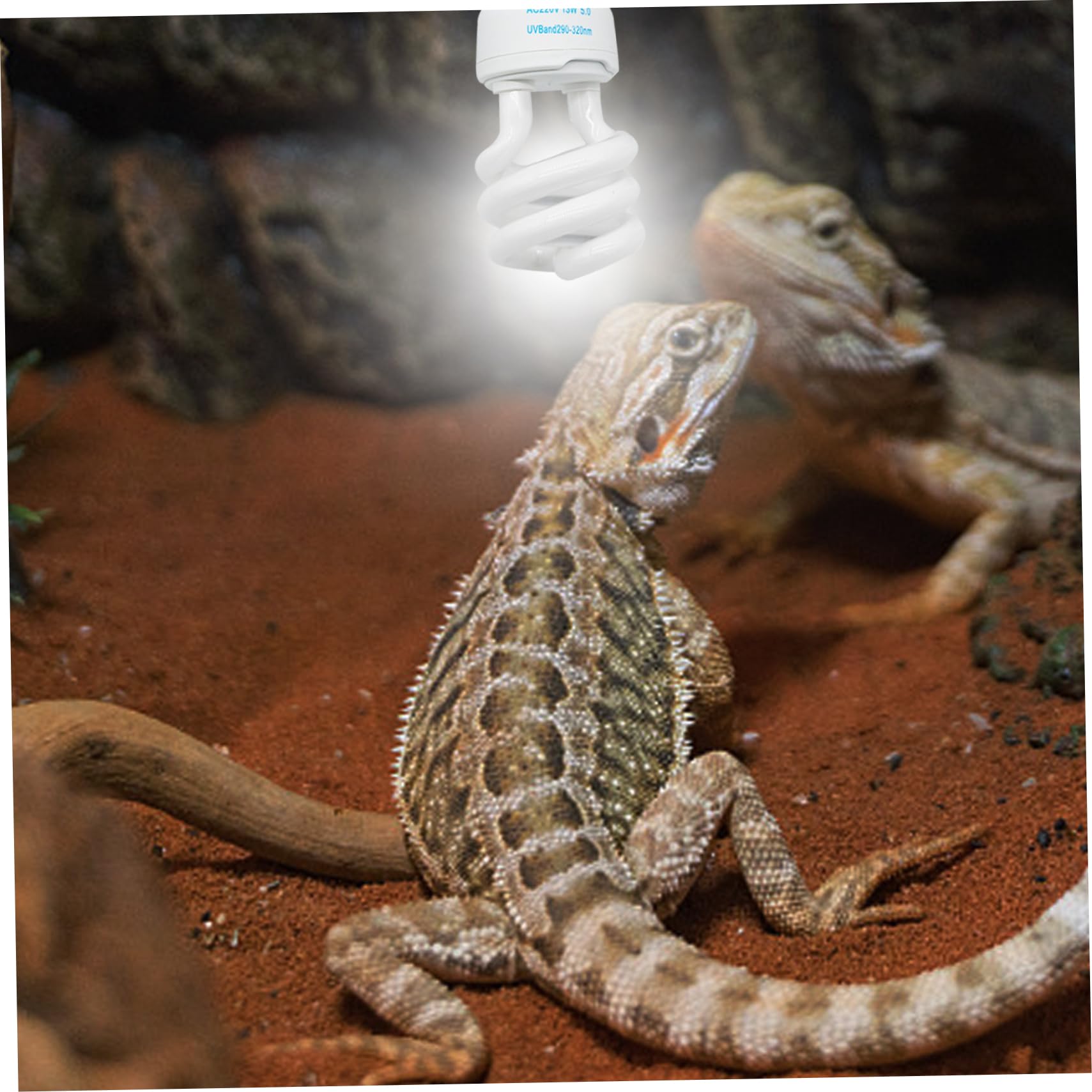 Bulbas UVB para Reptiles 5.0 UVB E27 Interfaz Reptiles subtropicales Ligera Azul Claro Blanco Luz de luz Fixtura para Tortugas, Bombillas de 13W para