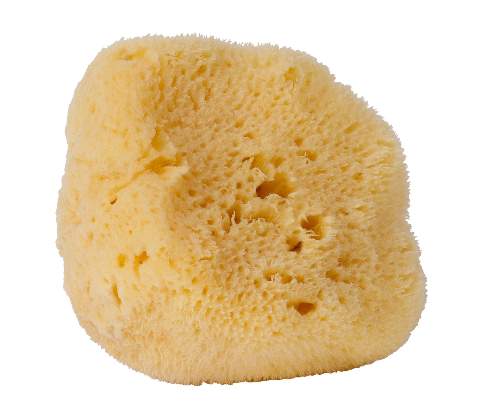 Croll & Denecke L160 Fine-Pore Natural Sponge from the Levantine Sea, Size: 16 cm