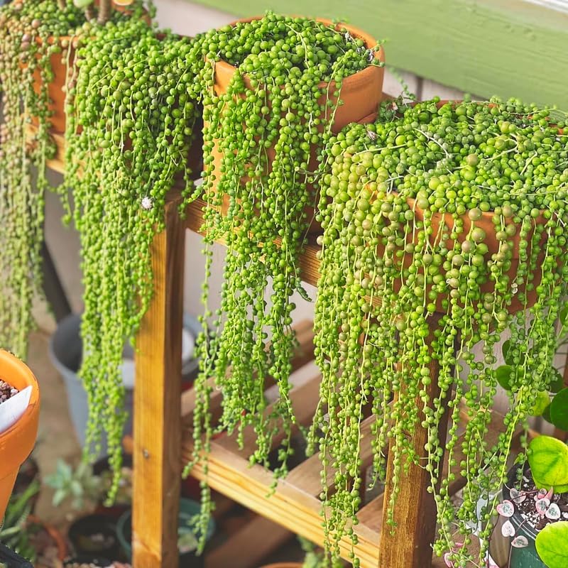 Miniatura 6 de Planta de cadena de perlas vivas para plantar, maceta de cadena de perlas, planta de cadena de perlas vivas, completamente enraizada, planta de