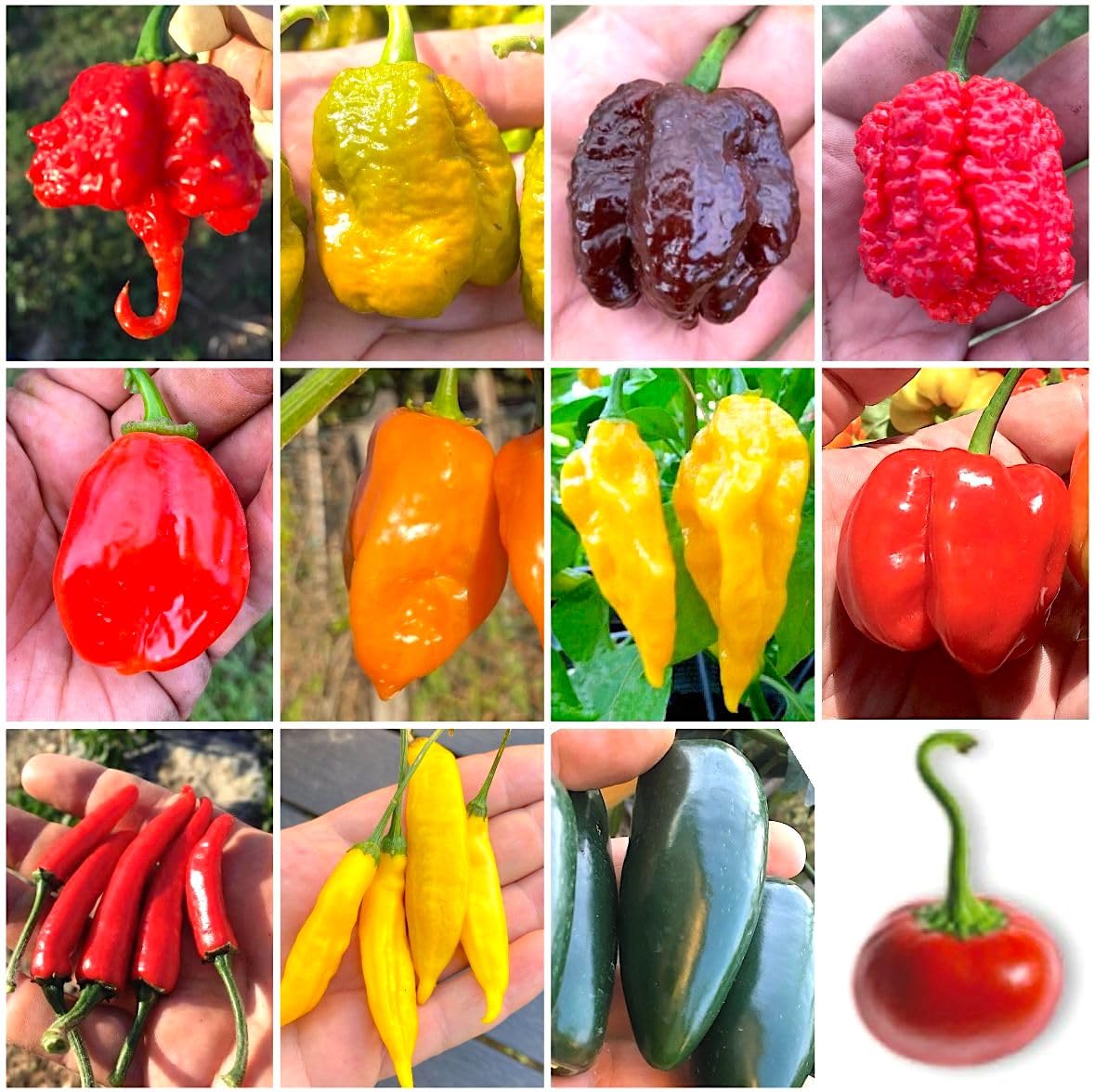 SEMISTRANI.IT - 120 Semi Peperoncino In 12 Varietà Delle Più Piccanti e Gustose Del Mondo, Coll. 2 + Guida Coltivazione: CAROLINA REAPER, SCORPION, BORG 9, HABANERO, FATALII, ACRATA, JALAPENO, etc