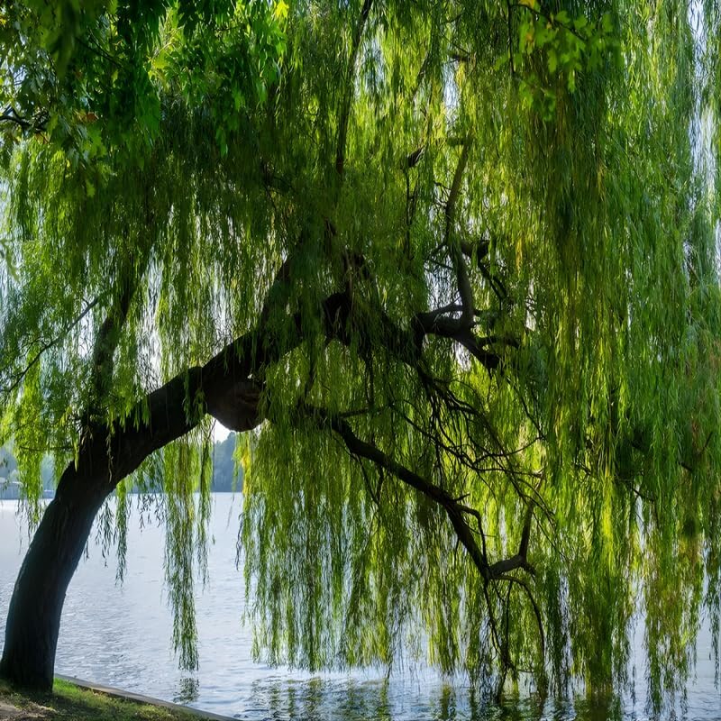 2 Weeping Willow Tree Live Plant 2-3 Ft Tall | Fast-Growing Shade Tree | Graceful, Cascading Branches | Perfect for Ponds, Yards & Landscape Designs