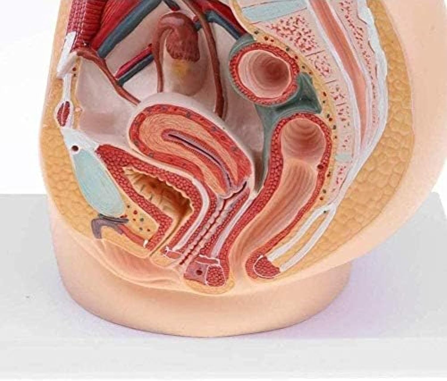 Model Anatomiczny Undr, Strzałkowy Model Miednicy, Przekrój Miednicy Kobiety, Do Celów Dydaktycznych