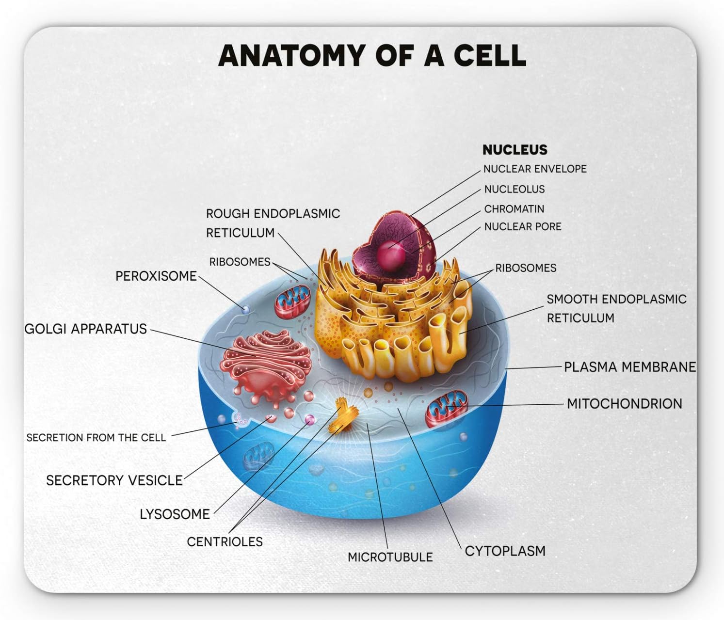 Amazon.com: Ambesonne Science Mouse Pad, Cell Anatomy Microscopic ...