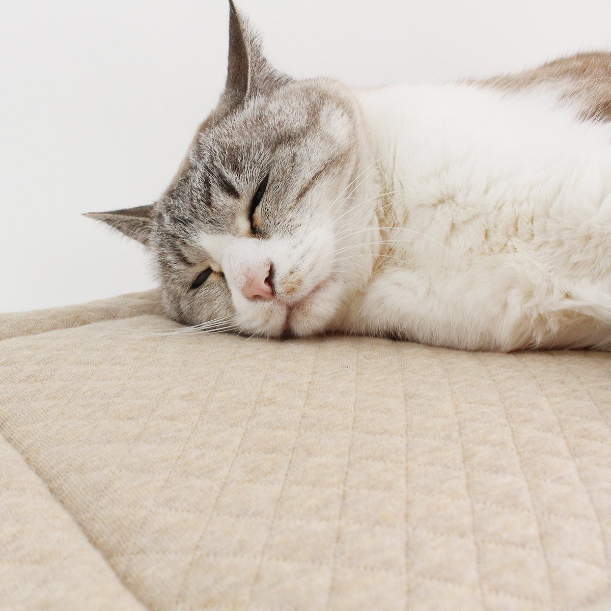Amazon.co.jp: nekozuki 猫ozabu おざぶ オーガニックコットン キルト
