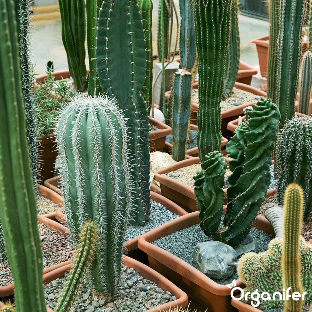 Engrais Liquide pour Cactus, 1L, Organique, Favorise Croissance et Résistance à la Sécheresse