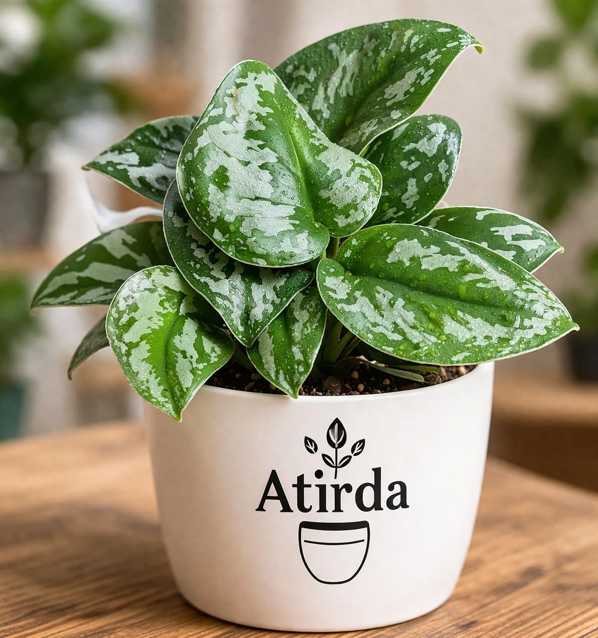Pothos Satin Live Indoor Plant with Pot (Pack of 1 Healthy Plant) – Stylish Silver Foliage Plant for Desk, Balcony & Indoor Spaces-image-21