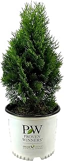 North Pole Arborvitae - 3 gal - Proven Winners - Narrow Evergreen Shrub ...