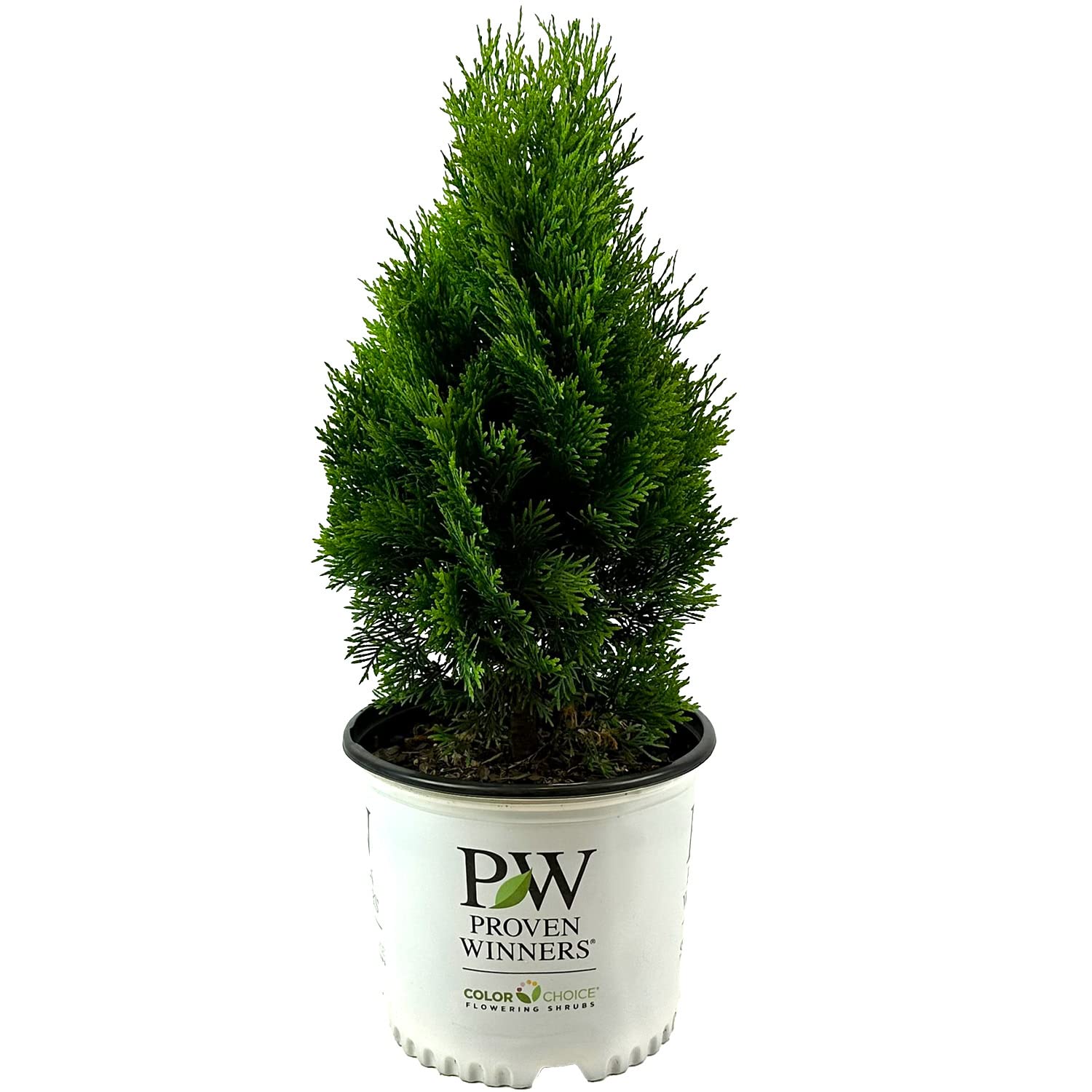 Amazon.com : Blooming & Beautiful - North Pole Arborvitae - 3 gal