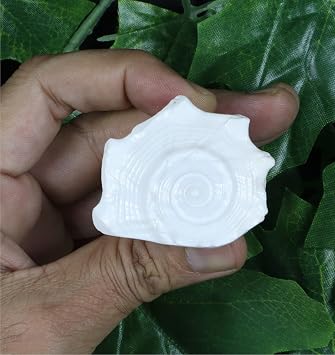 ASHIRWAD Dakshinavarti Original Shankh Valampuri Sangu Right Handed Lakshmi Shankh Conch Shell (2 inch)