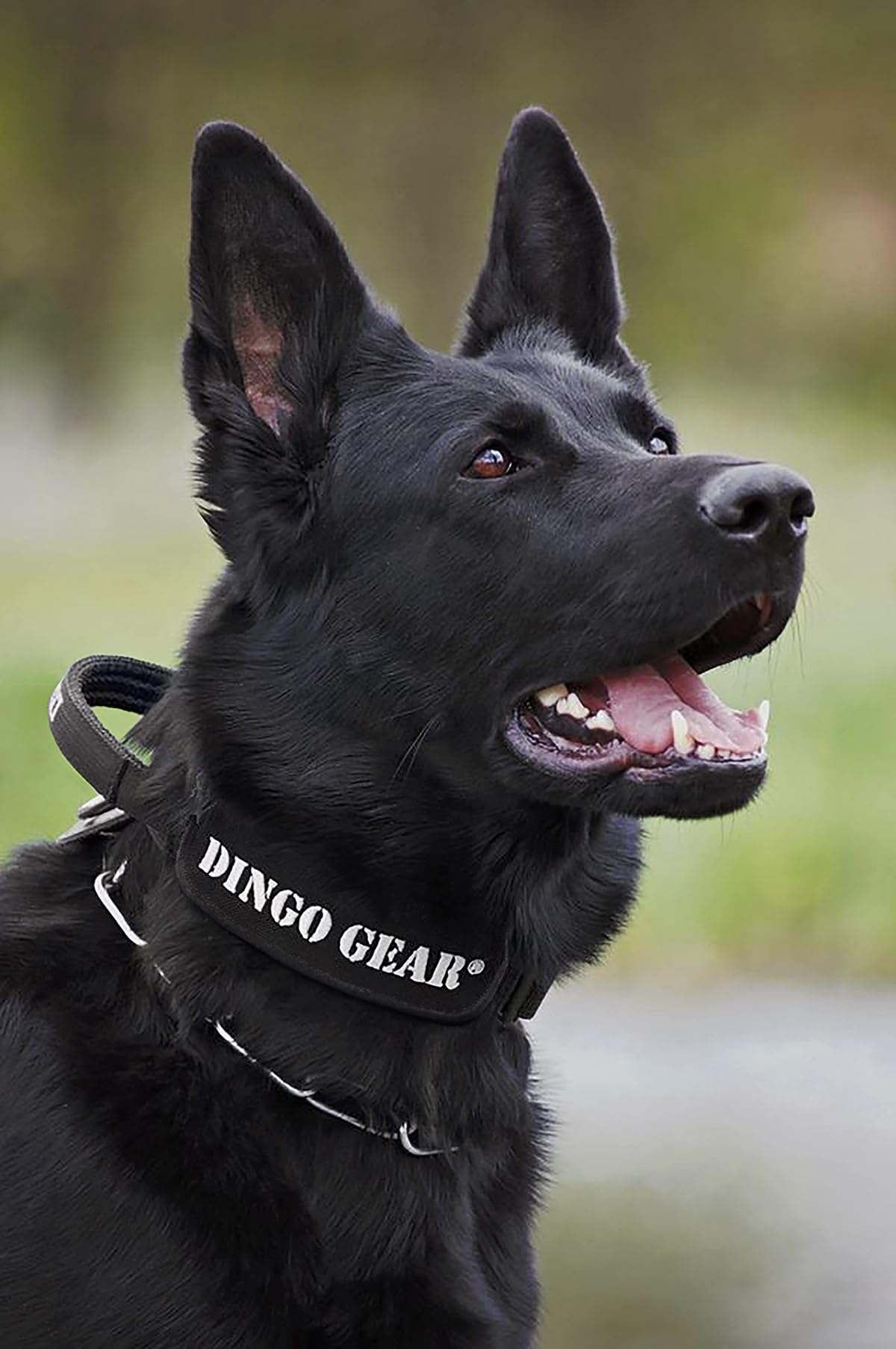 DINGO GEAR Obroża dla psa Cobra z profesjonalną klamrą bezpieczeństwa, mocnym uchwytem i etykietą mocowana za pomocą zapięcia na rzepy, do treningu obronnego, zadań specjalnych, obwód szyi 49-59 cm