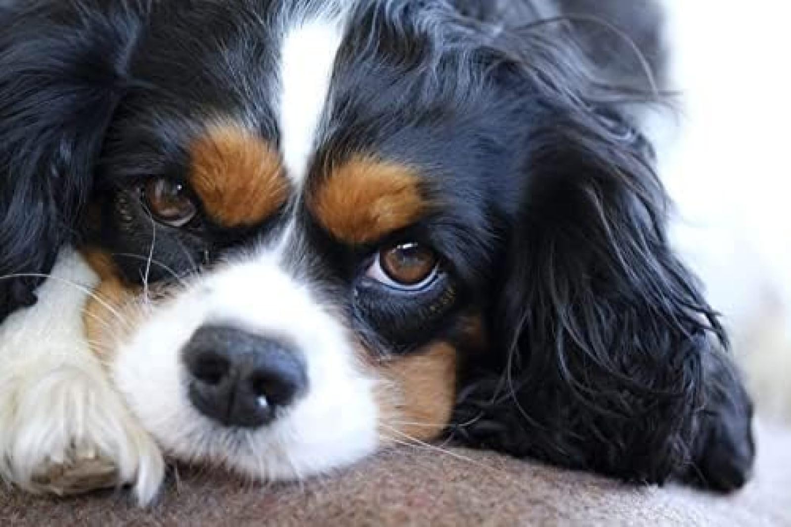 Eiialerm Cross Stitch Kits for Adults Cavalier King Charles Spaniel 11CT Pre-Printed Pattern Stamped Cross-Stitching Embroidery Kit Needlework gifts-16x20 inch